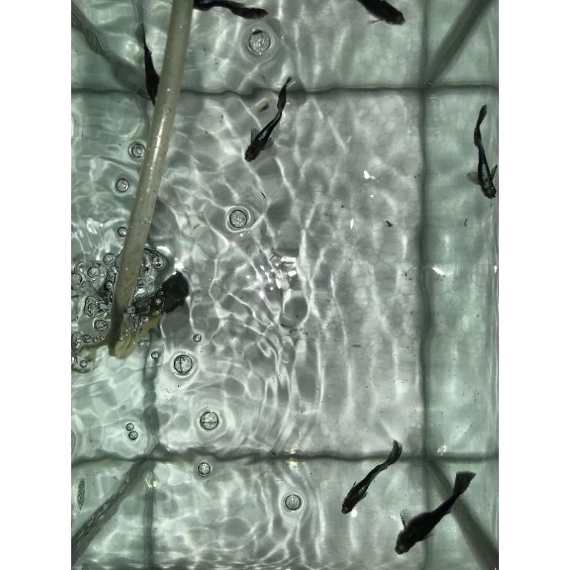

guppy half black blue/hb blue(solid)