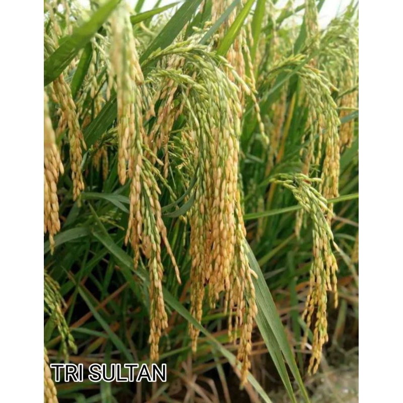 PADI TRI SULTAN 05 5KG TERBAIK ORIGINAL