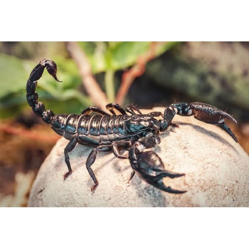 Asian Forest Scorpion