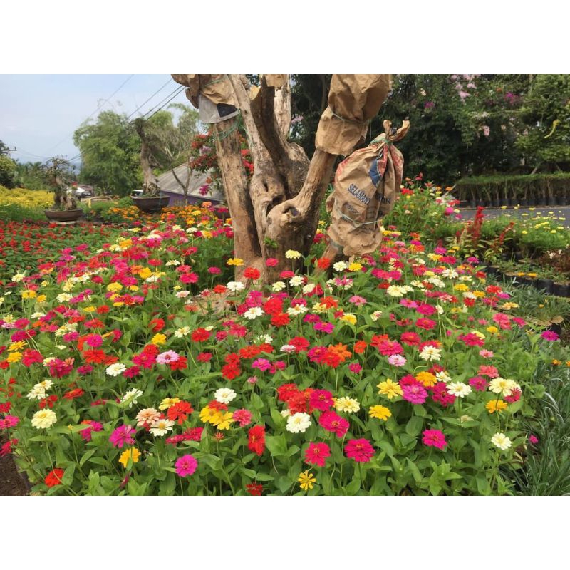 tanaman hias bunga zinnia - tanaman bunga zinnia - tanaman bunga kertas - tanaman hias bunga kertas 