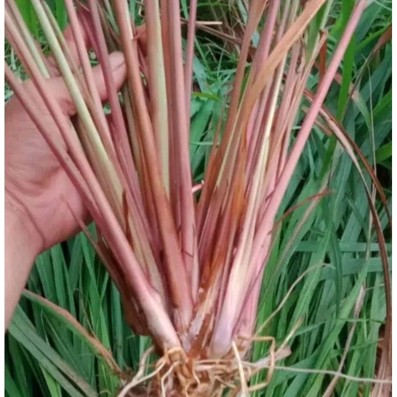 

daun sereh wangi/batang sereh/pohon sereh berkualitas