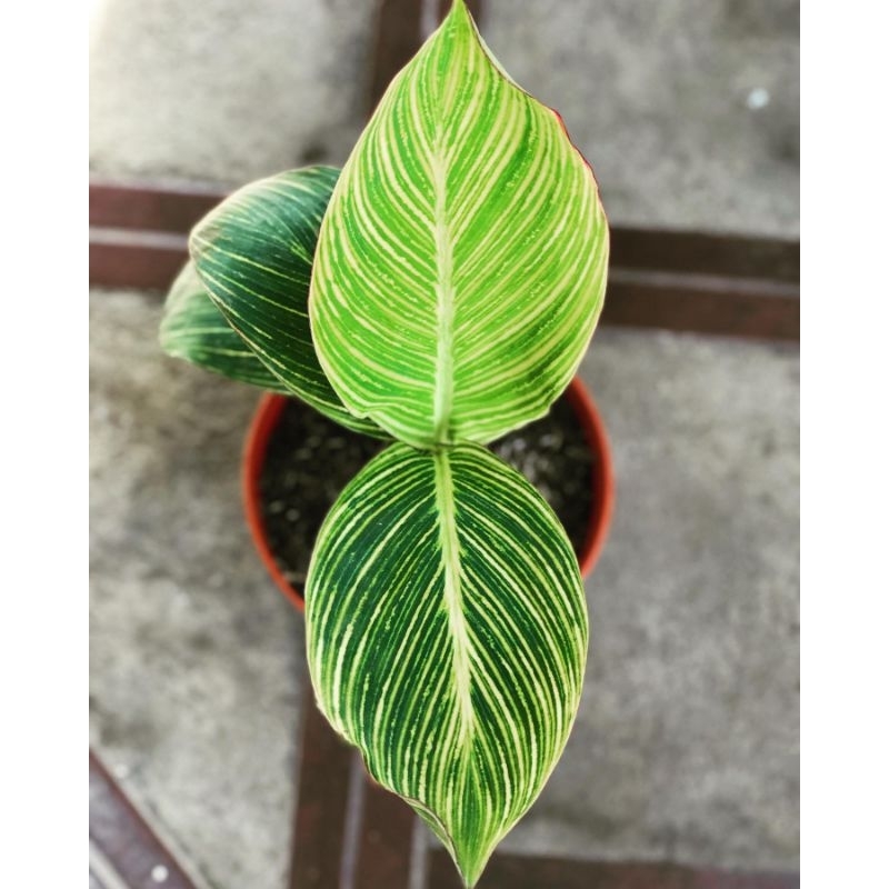 TANAMAN HIAS PISANG KANA GOLDEN VARIGATA