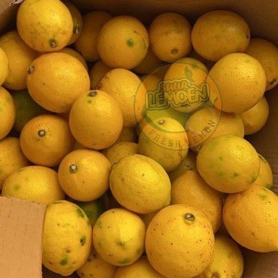 

Buruan Beli Jeruk Lemon California Grade B (Standart) 1KG Suur Lemoen ID Best Terlaris