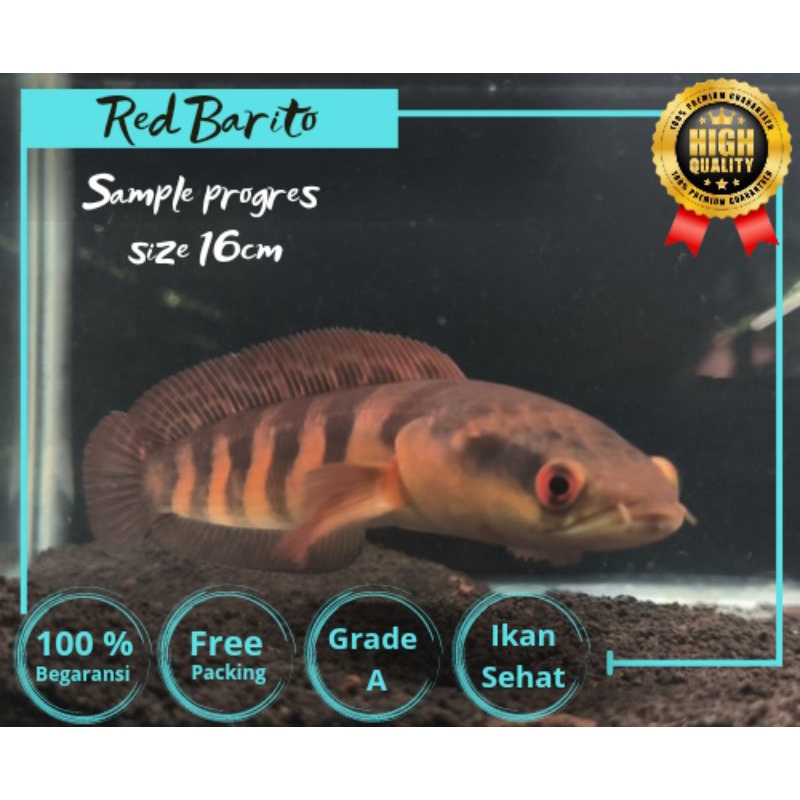 Red Barito 5-6cm grade++