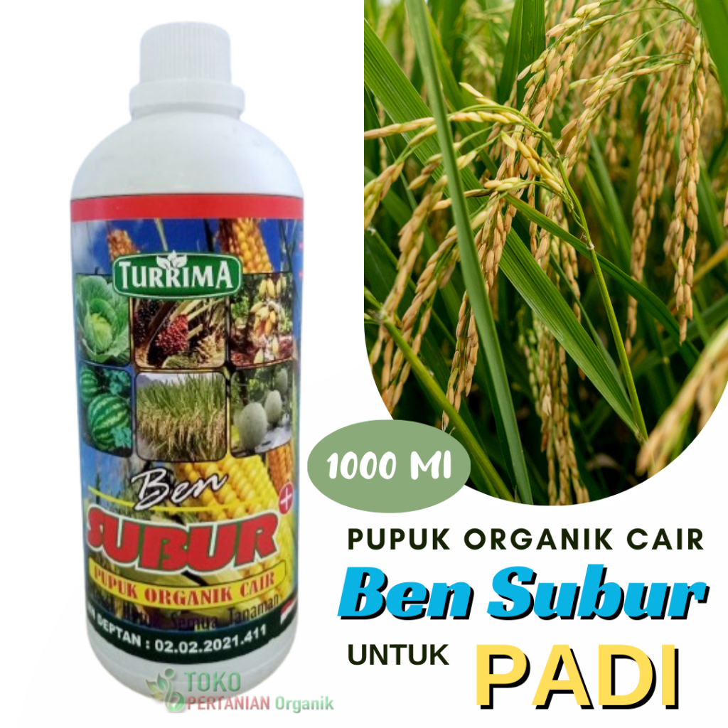 Pupuk Organik Padi cepat lebat, Ben Subur pupuk cair padi Terbaik