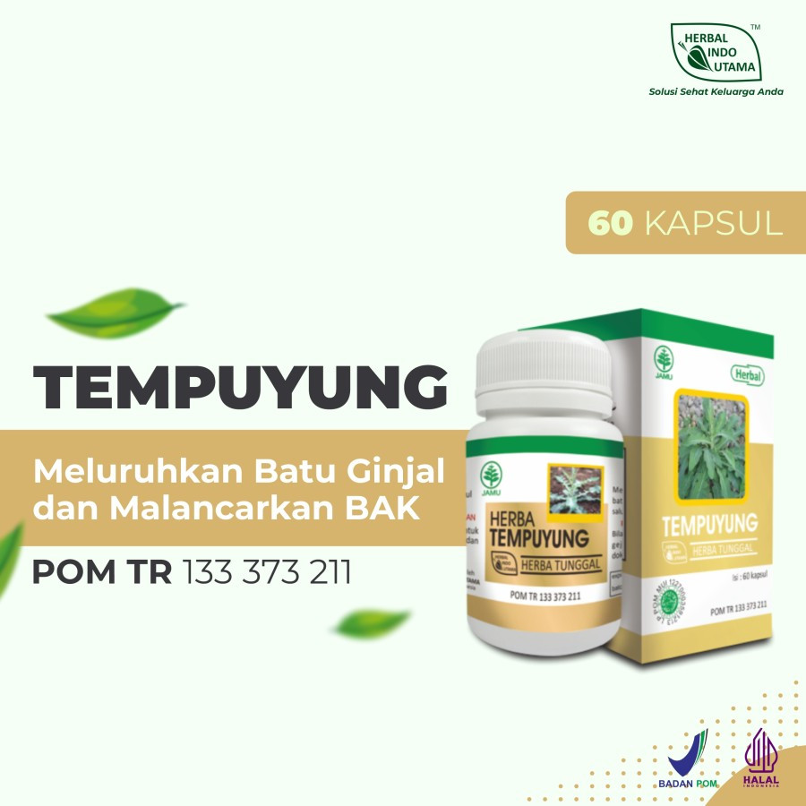 KAPSUL DAUN TEMPUYUNG HERBAL INDO UTAMA, OBAT BATU GINJAL EMPEDU