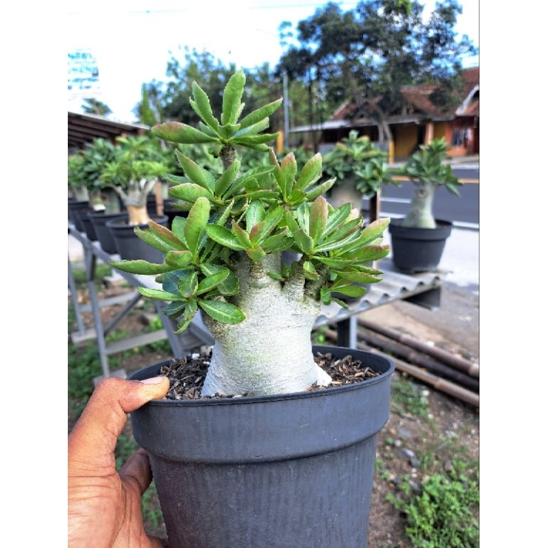 nota adenium arabicum/thaisoco