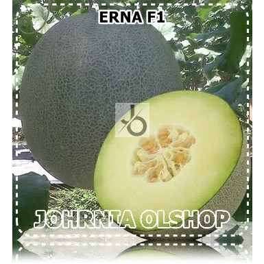 Johrnia 1 Benih Biji Melon ERNA F1