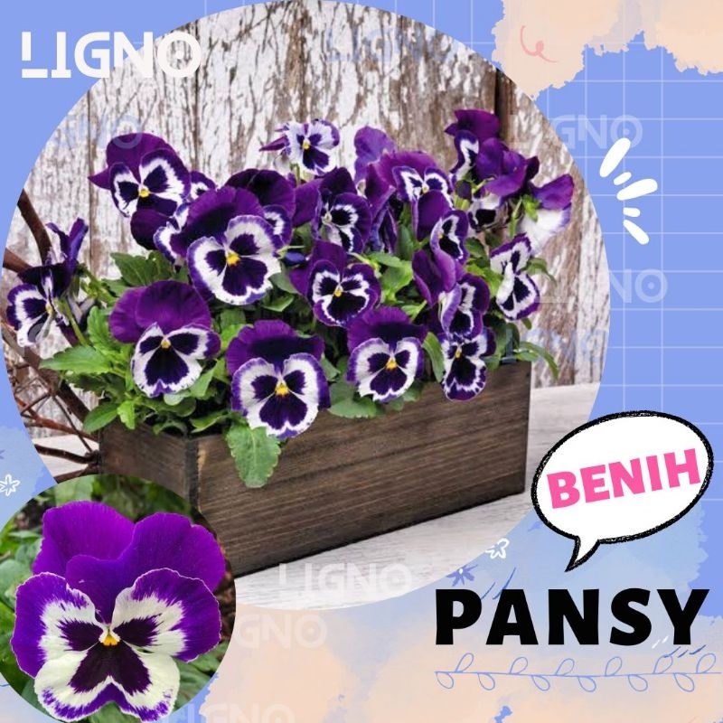 Benih PANSY VIOLET (isi-3) - del Pensiero Biji Bunga Viola