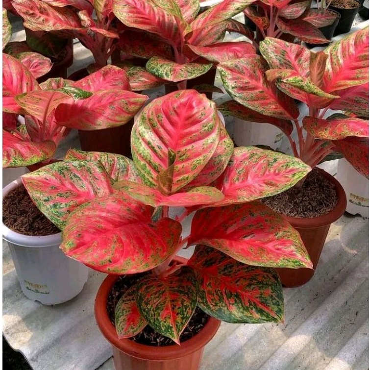 AGLONEMA WULANDARI.[BIBIT]