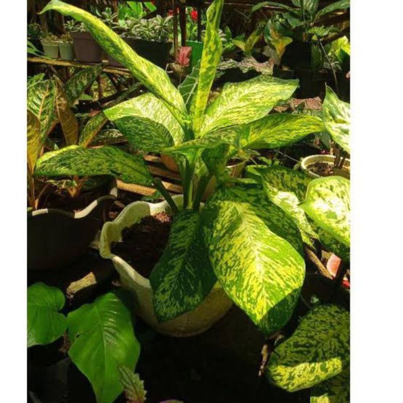 Tanaman Hias Diven Garuda - Berkualitas Bergaransi