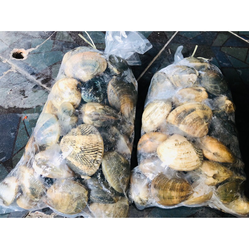 

Kerang Manis 1Kg Fresh Frozen (KHUSUS SURABAYA)