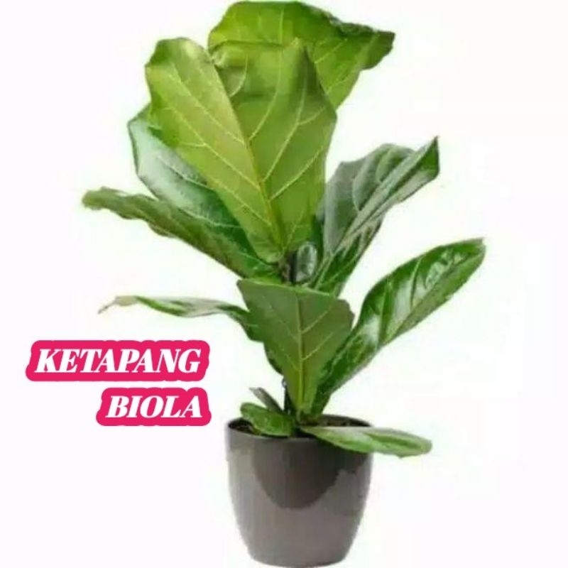 KETAPANG BIOLA TINGGI 30-50CM