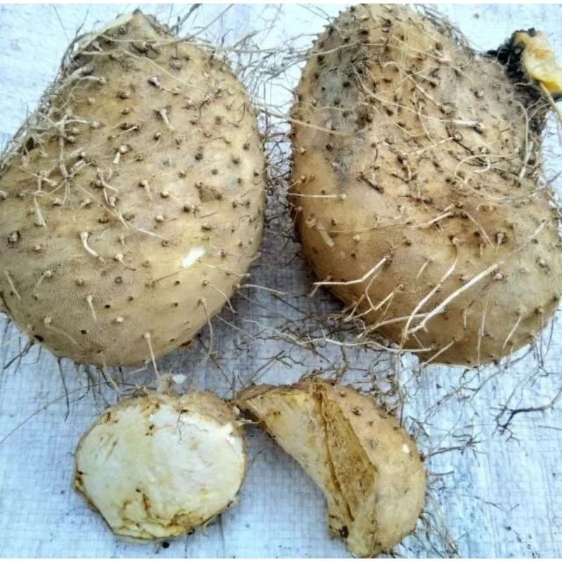 

Umbi Gadung Segar 1kg