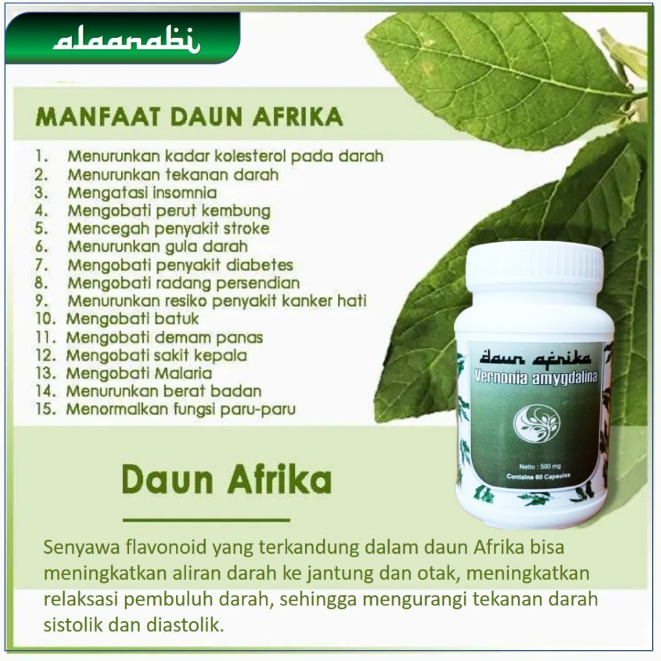Daun afrika isi 60 kapsul herbal stroke obat strok jamu kolesterol hipertensi kebas kesemutan mati r