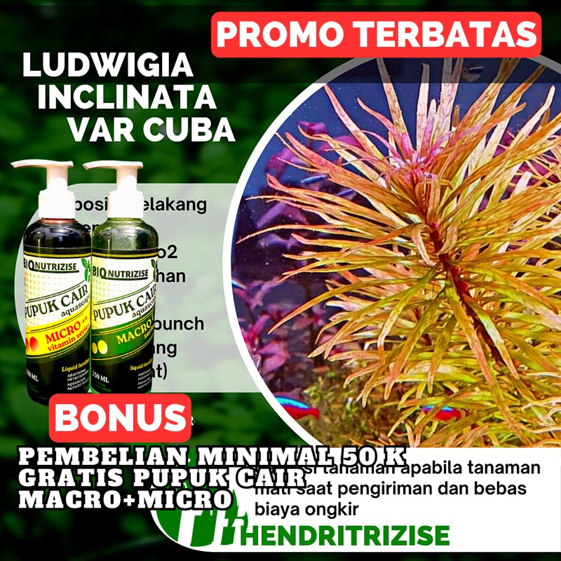 Ludwigia Inclinata Var Cuba - Tanaman aquascape tanpa Co2 - Tumbuhan Aquarium Aquascape