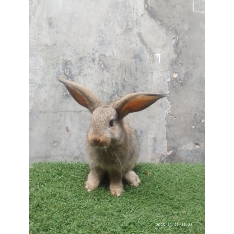 anakan kelinci Flemish giant