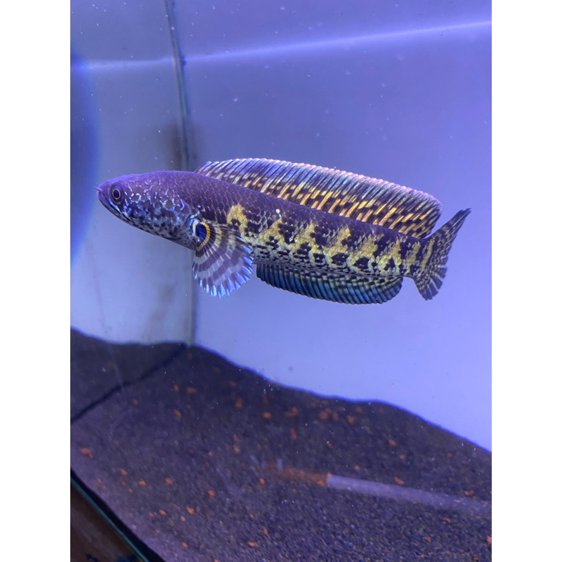 Auranti Wc India Ori 100%