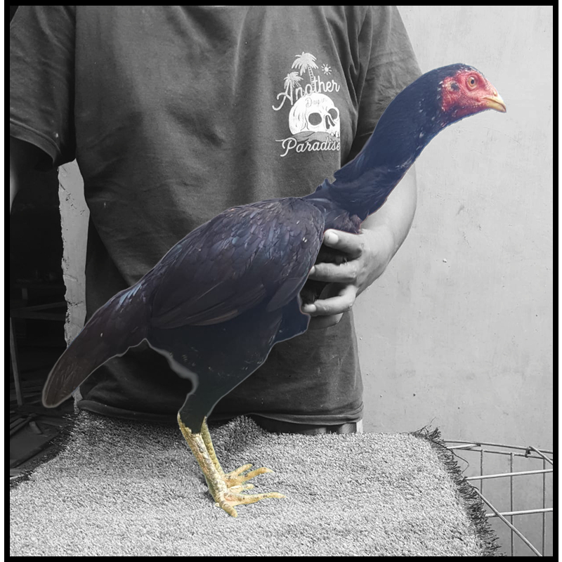 ayam betina pakhoy siap produksi.