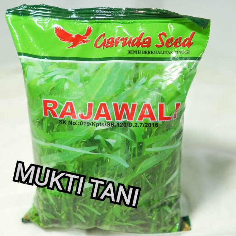 Direkomendasikan Benih kangkung Rajawali @1kg | bibit kangkung daun lebar rajawali 1 kg