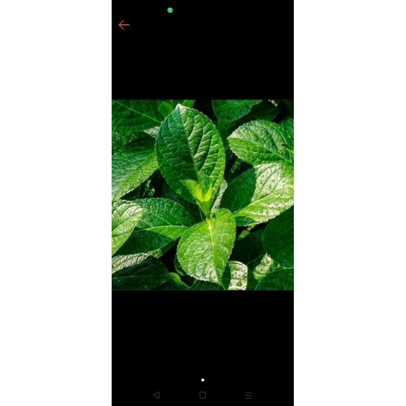 

DAUN KEJI BELING/PECAH BELING 500Ggrm