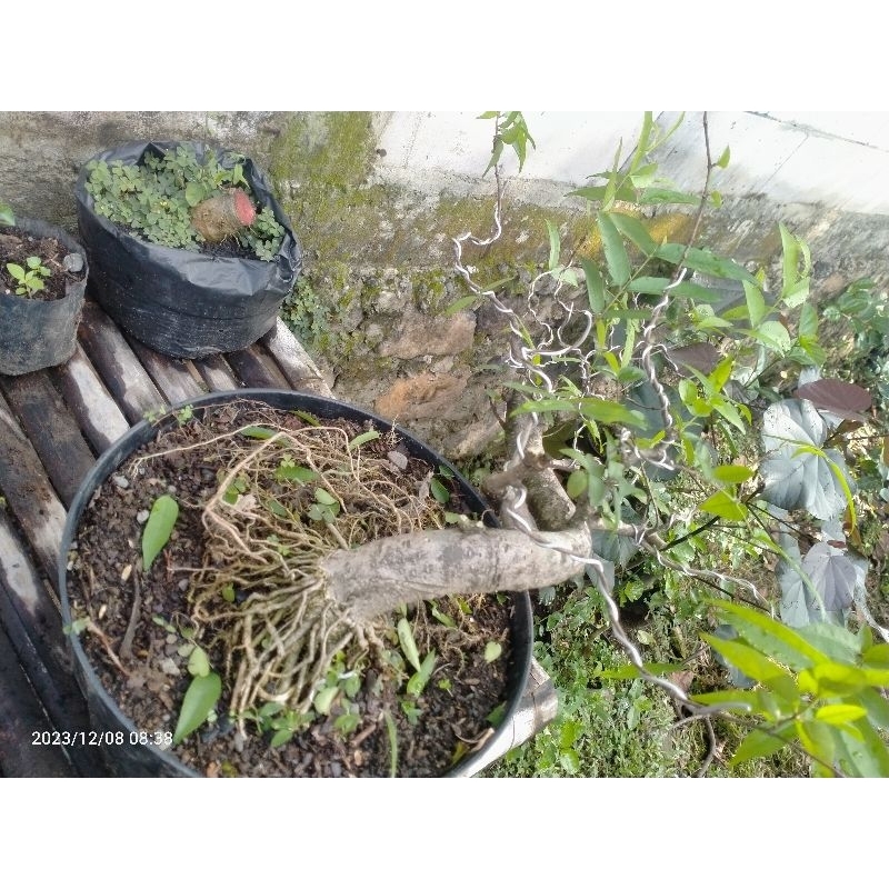 bahan bonsai anting putri prokar. small. mame. bogel