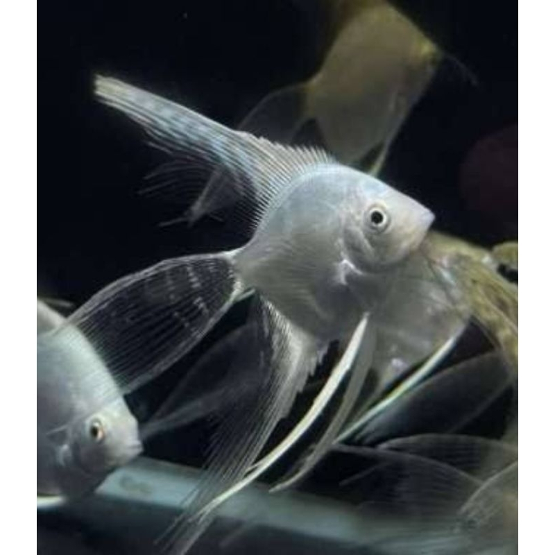 Platinum Kumpay size 2-3 cm