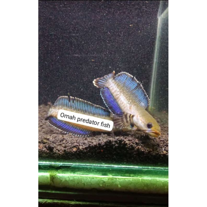 stiker chana andrao 6-7cm