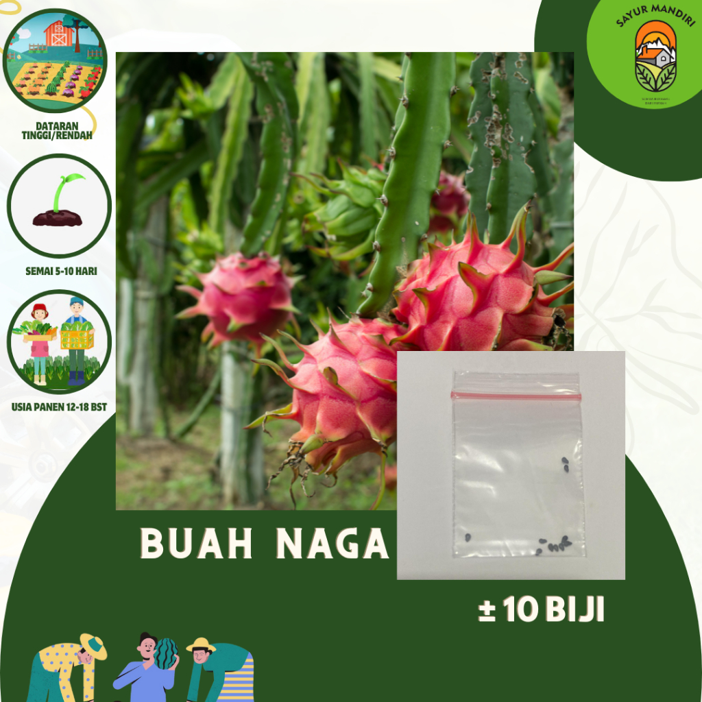 Benih Buah Naga Seribuan