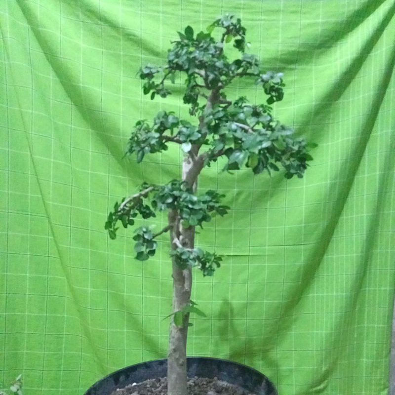 bahan bonsai serut batang lurus