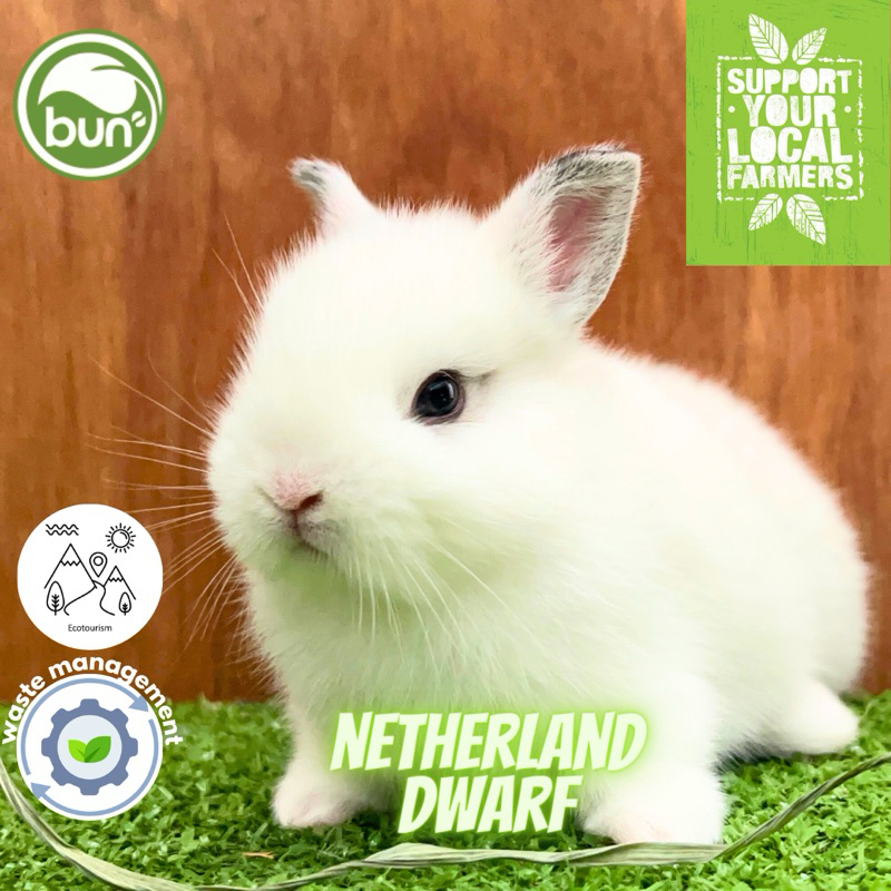 Kelinci putih Netherland dwarf mini ND Hotot