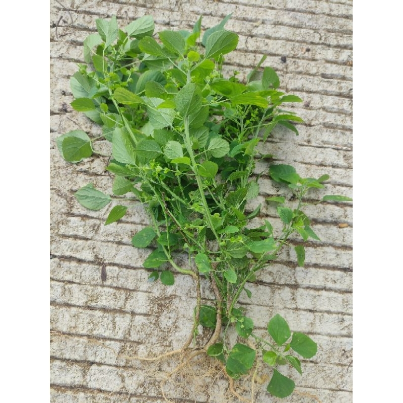 

OBAT HERBAL DAUN ANTING-ANTING FRESH ISI 300gr