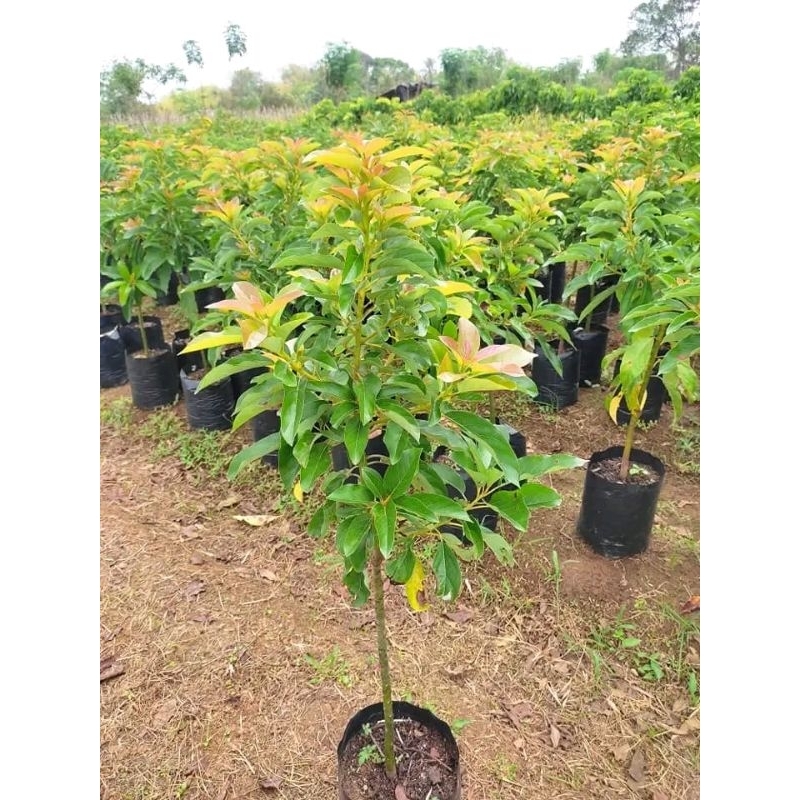 Bibit Alpukat Aligator Jumbo 1 Meter