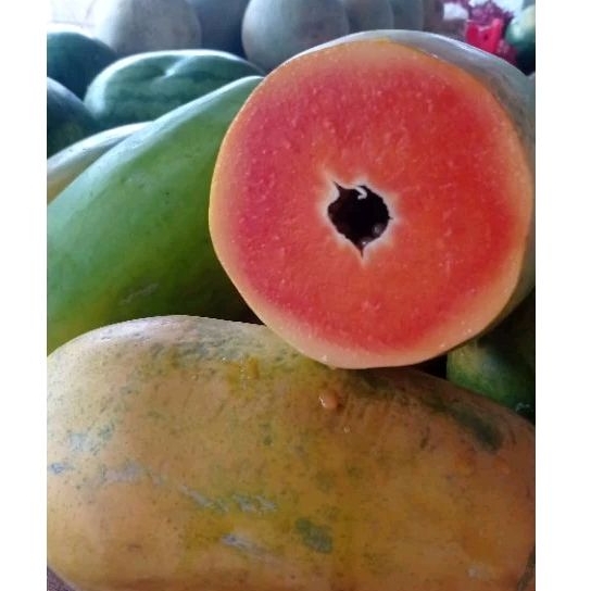 

Pepaya California super