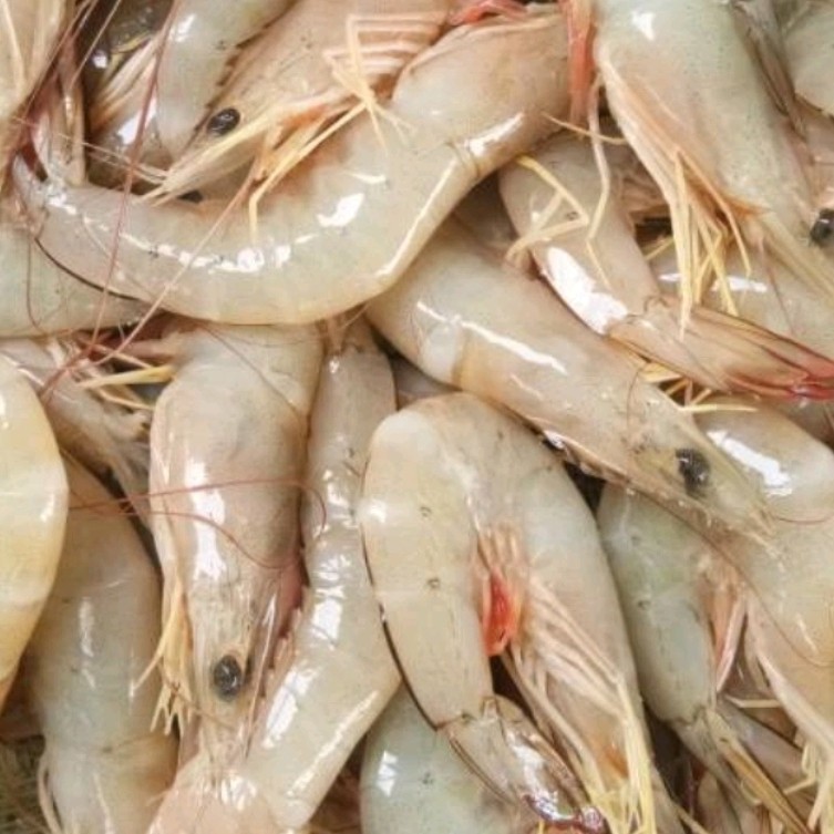 

Udang jerbung / udang laut segar beku kualitas export kemasan 1kg
