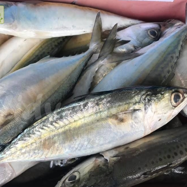

Ikan Kembung Segar Ikan Kembung Banjar 1Kg