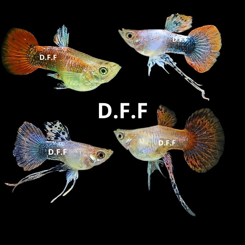 

kardus packing-magenta short body ribon