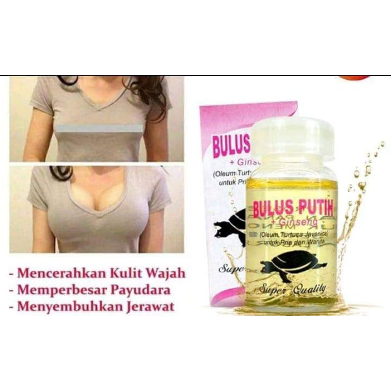 MINYAK BULUS ORIGINAL / MINYAK BULUS PUTIH