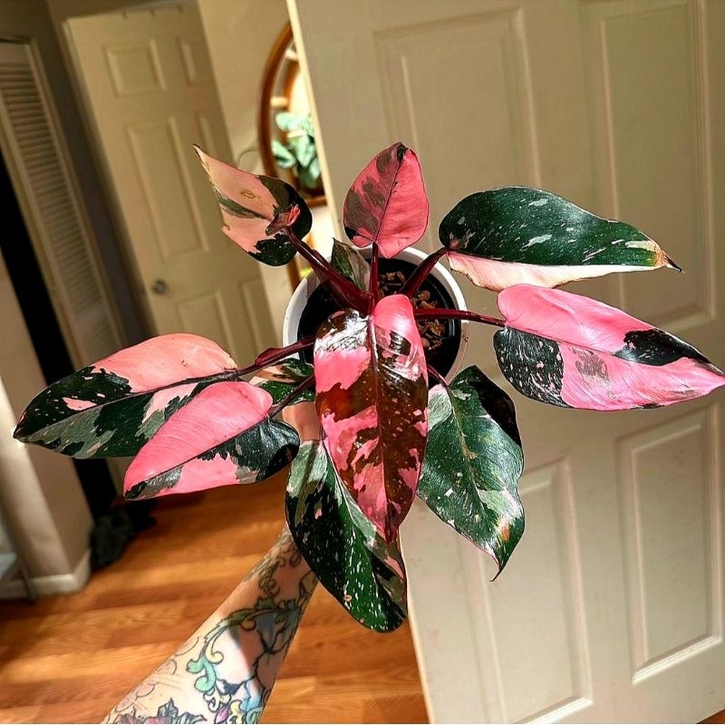 Tanaman Hias Philo pink / philo pink princess / Bibit / philodendron