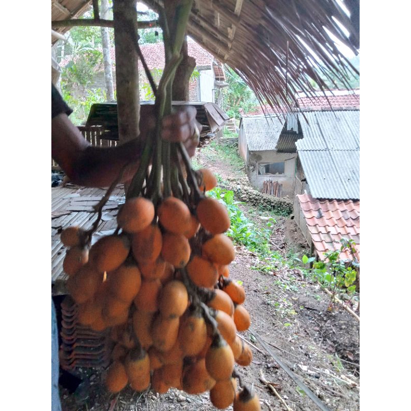 

Buah pinang tua/ buah Jambe tua 1 kg fresh