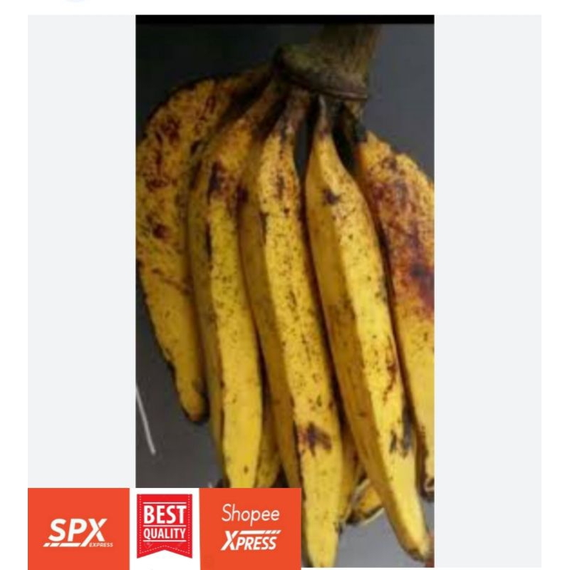 

Pisang Tanduk Matang Fresh Pack 1KG