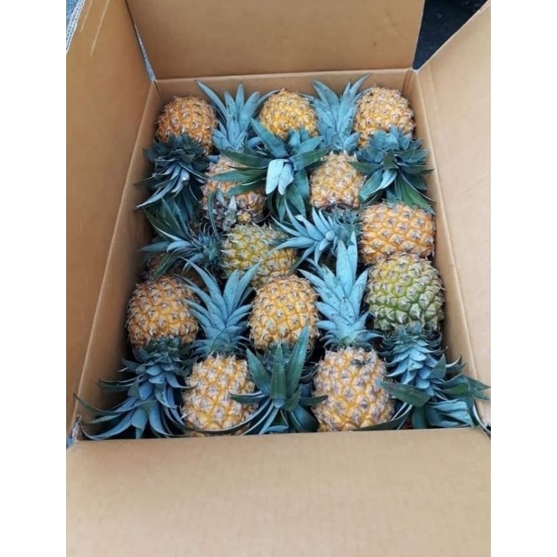 

nanas madu pemalang super