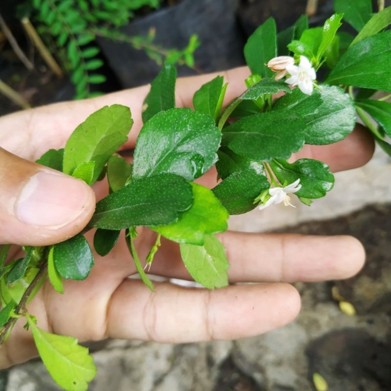bibit bonsai hokiantea import / hokiantea bunga