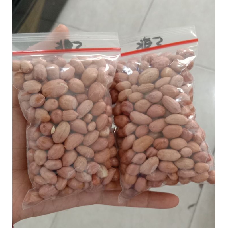 

Kacang tanah