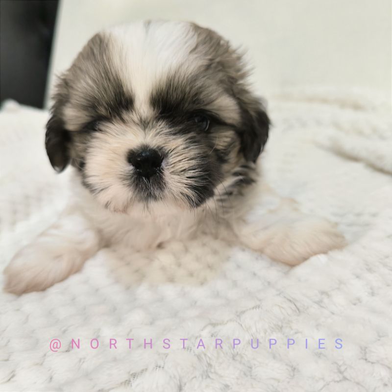 Anjing shihtzu stambom, puppies shih tzu high quality, shihtzu pesek pendek