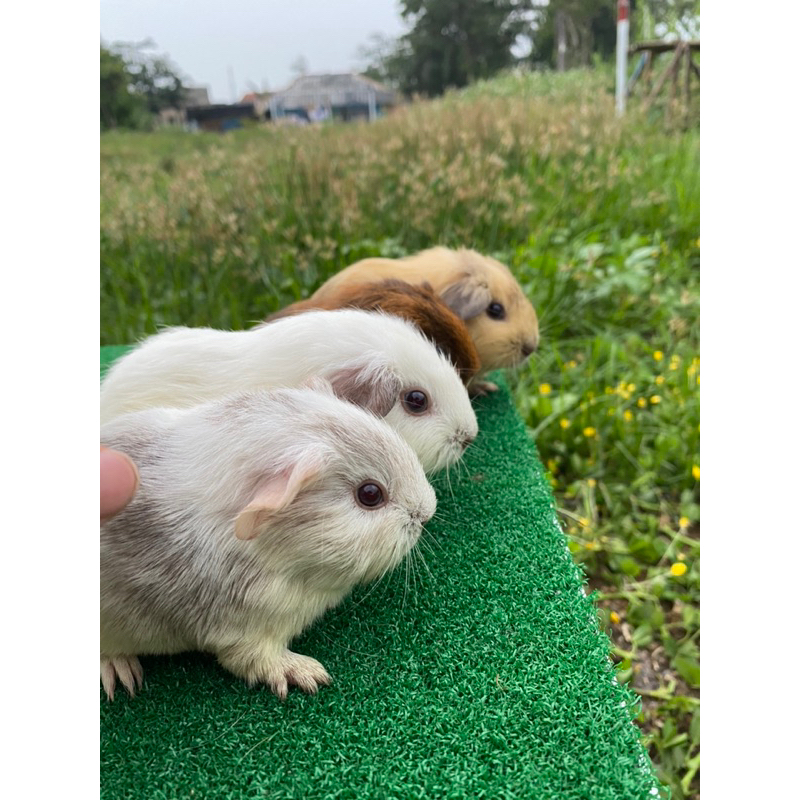 Guinea Pig American Import Line