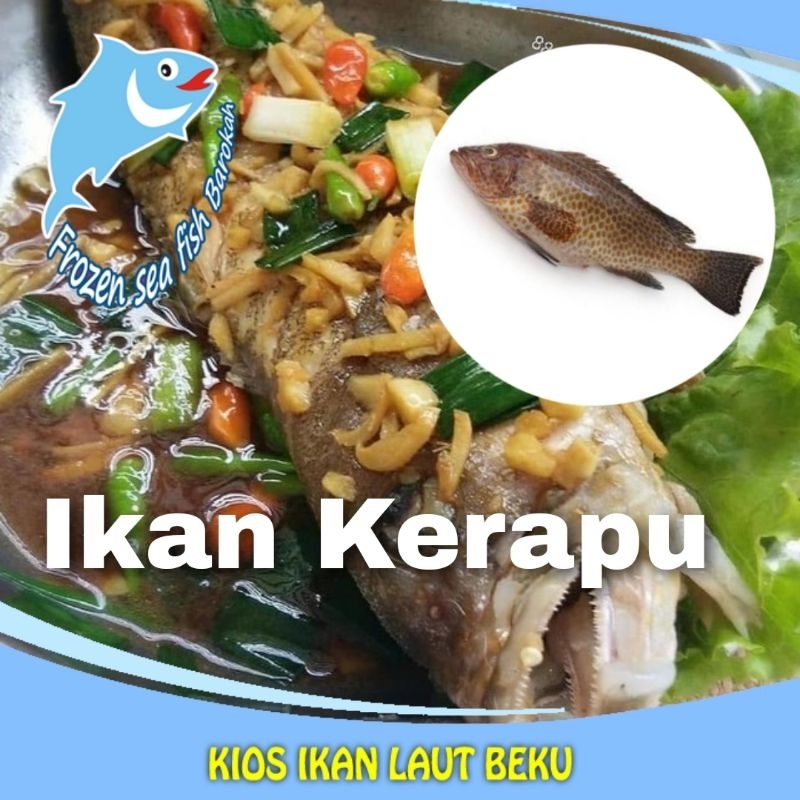 

Kerapu