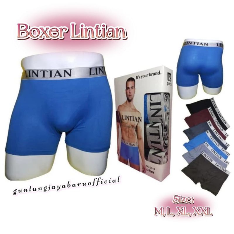 Boxer Lintian Dewasa/Boxer Lintian Pria