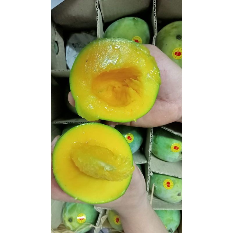 

MANGGA ALPUKAT LEGIT 1KG