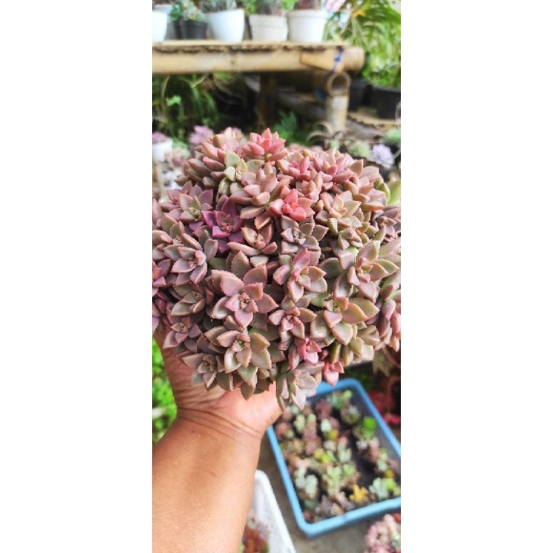 Paket sukulen jumbo 2kg